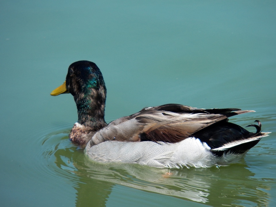 Wild wildlife blue photo