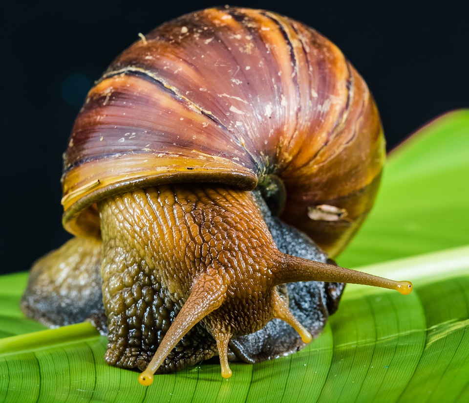 Land snail reptiles mollusk
