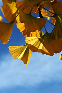 Garden autumn yellow
