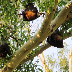 Bat-eared india mamma photo