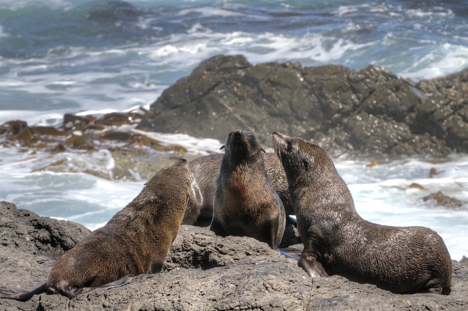 Arctocephalus forsteri new zealand rock