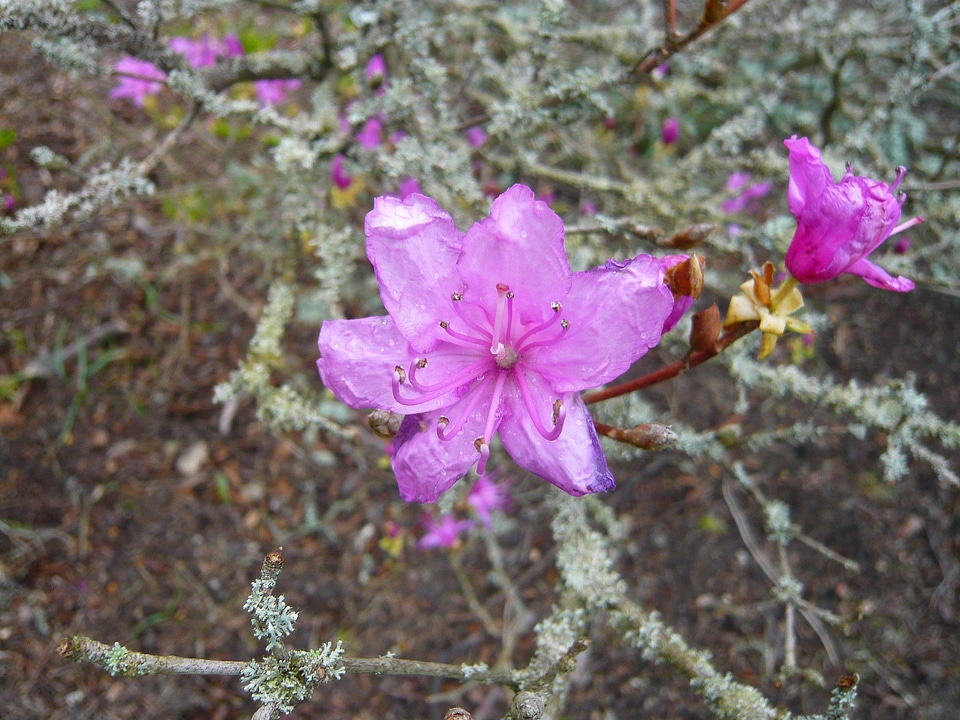 Blossom bloom petal