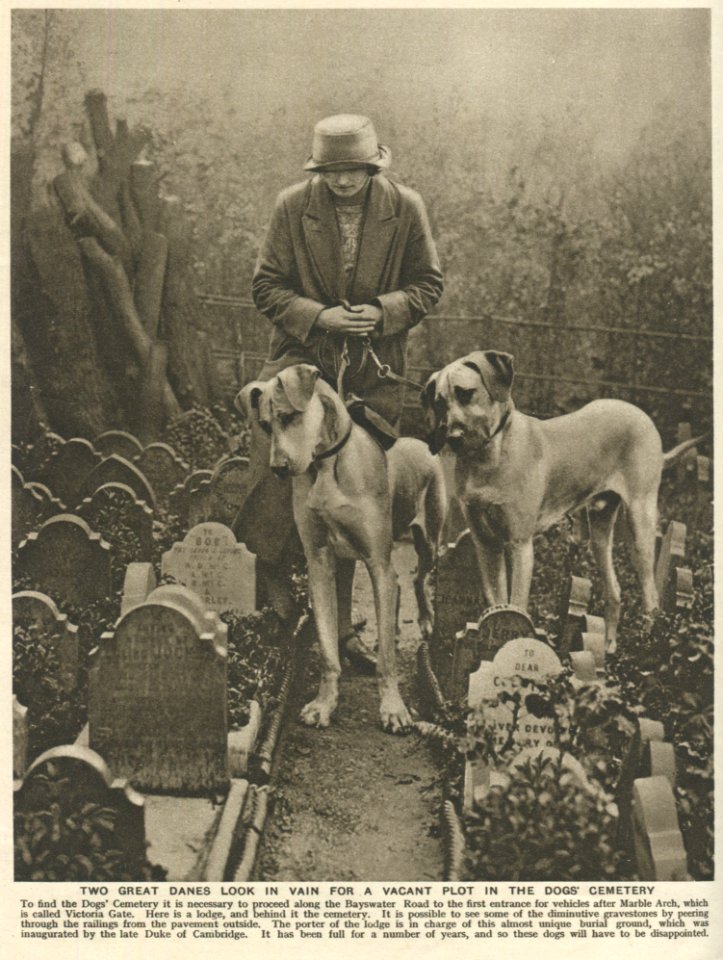 These Dogs Will Have To Be Disappointed
