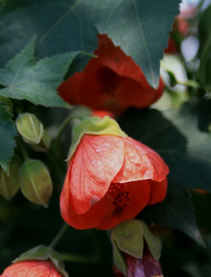 Bell shaped buds light green