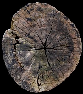 Free Seamless Texture Old Tree Stump photo