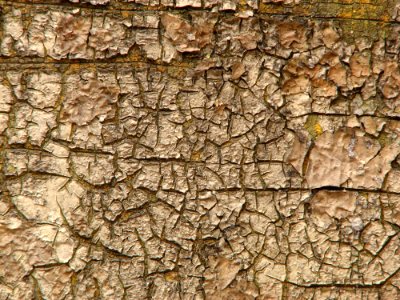Cracked Paint