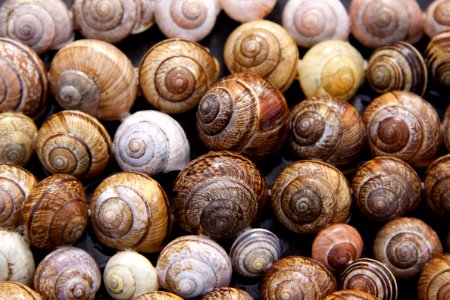 Assorted Color Of Snails photo