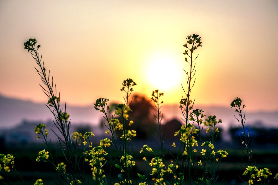 Flowers In Field At Sunset