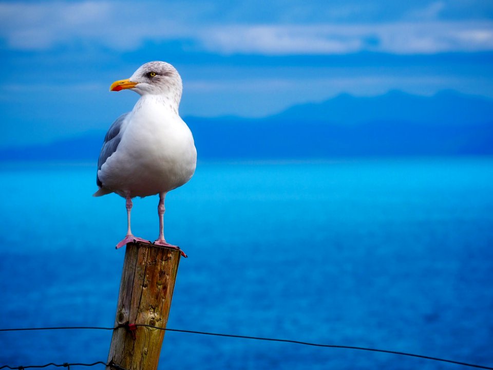Gull On Wooden Pole