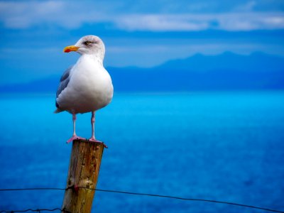 Gull On Wooden Pole
