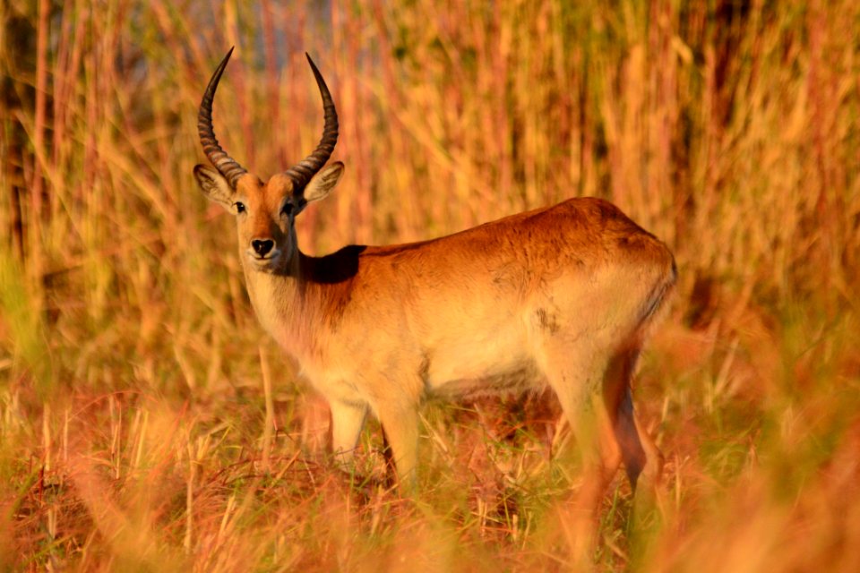 Antelope In Grass