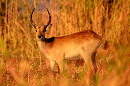Antelope In Grass photo