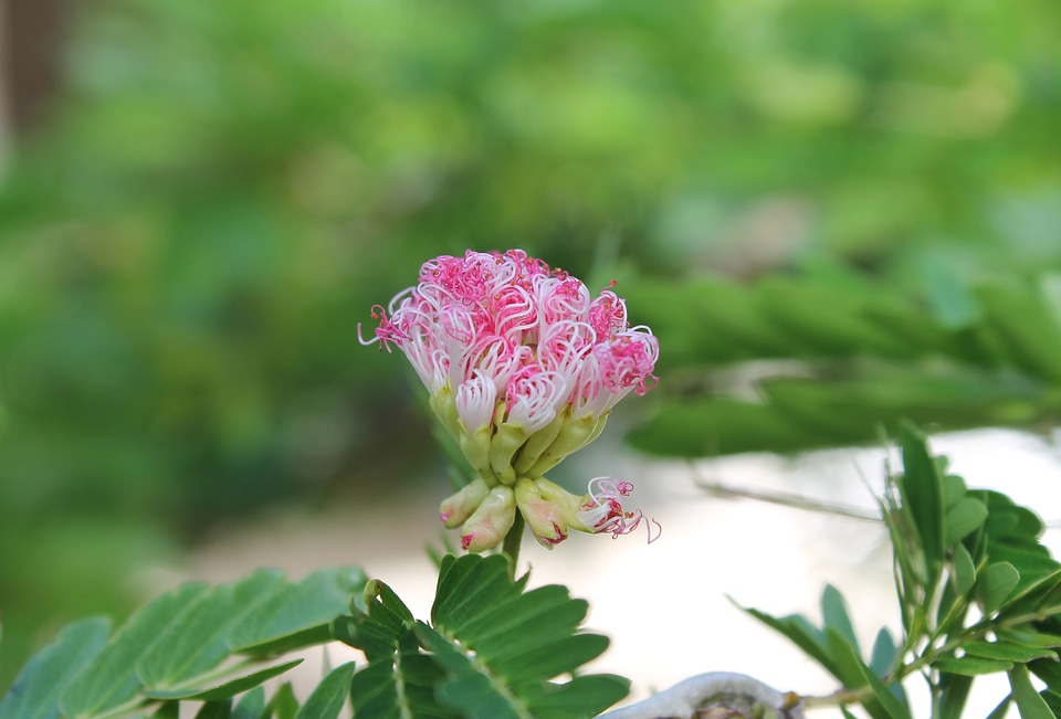 Nature beautiful decoration