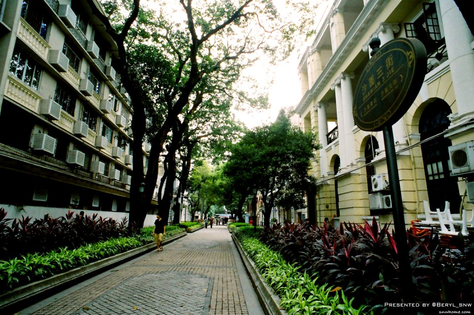 Building Trees Road Buildings