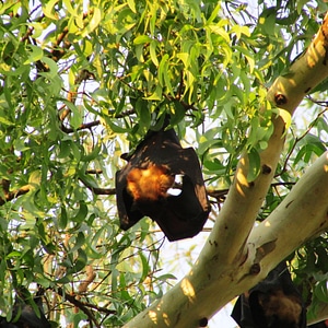 Bat-eared india mamma