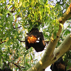 Bat-eared india mamma photo