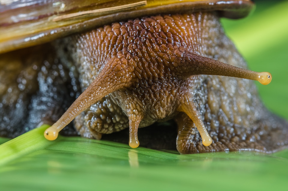 Land snail reptiles mollusk