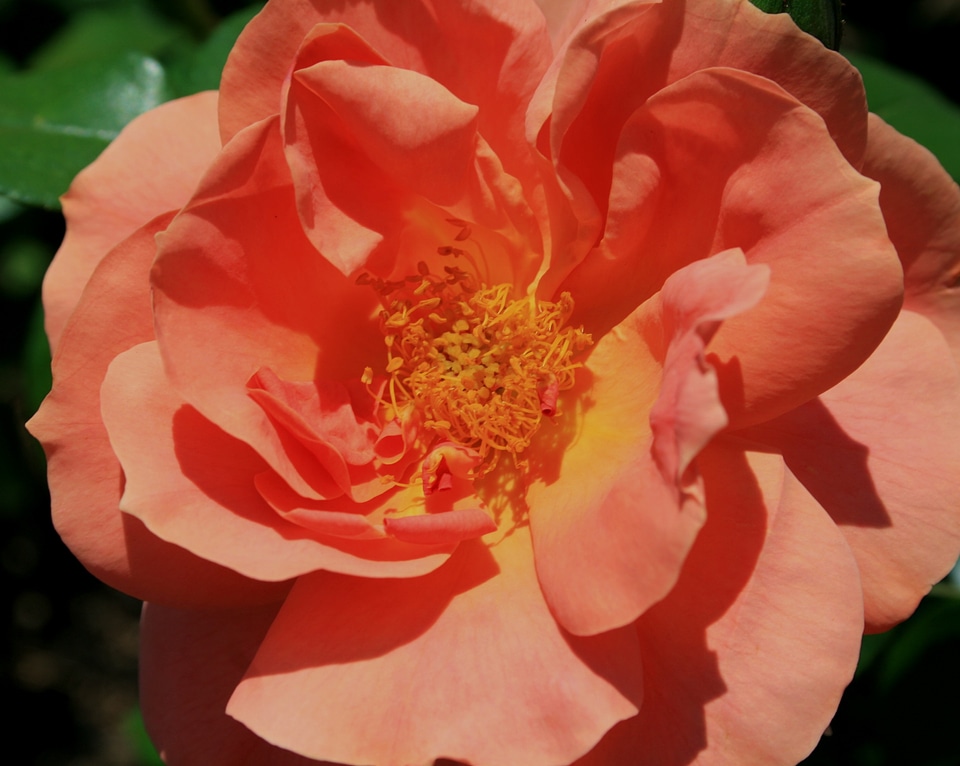 Flower apricot pink-orange