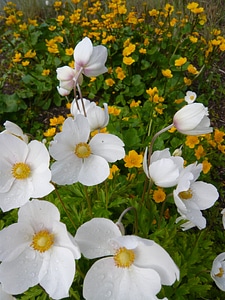 Natural blossom bloom