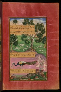 Animals Of Hindustan Monkeys Rodents And The Peacock From Illuminated Manuscript Baburnama (Memoirs Of Babur) Walters