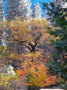 Forest nature fall