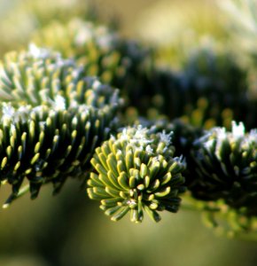 Frosted Needles