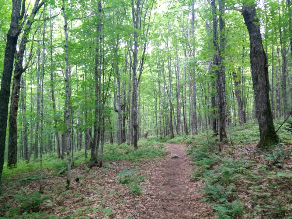 291 - Parc National Du Lac-Temiscouata  Sentier Montagne-de-Chert