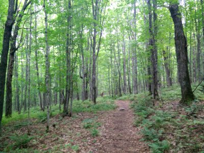 291 - Parc National Du Lac-Temiscouata  Sentier Montagne-de-Chert