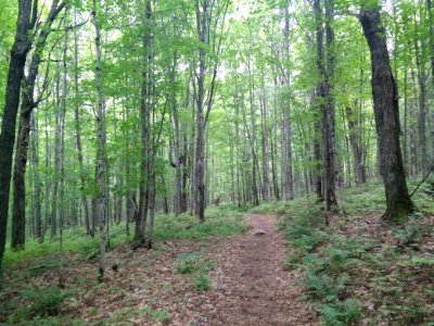 291 - Parc National Du Lac-Temiscouata Sentier Montagne-de-Chert photo