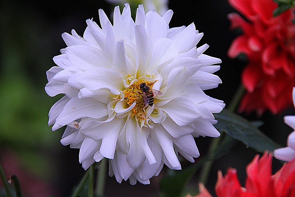 Natural blossom bloom