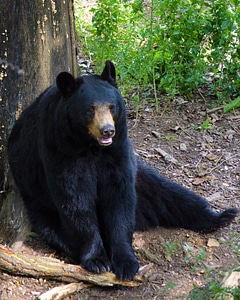 Mammal fur wildlife