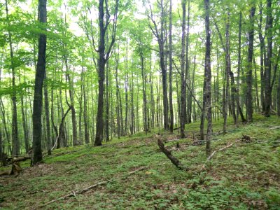 293 - Parc National Du Lac-Temiscouata Sentier Montagne-de-Chert photo