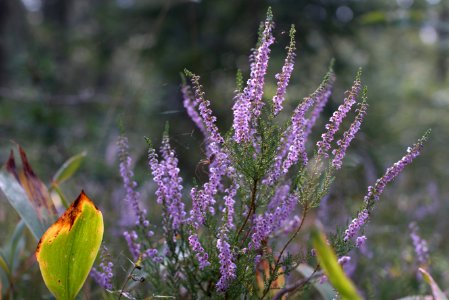 Calluna Vulgaris