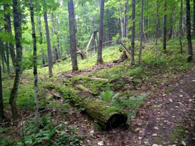 296 - Parc National Du Lac-Temiscouata  Sentier Montagne-de-Chert