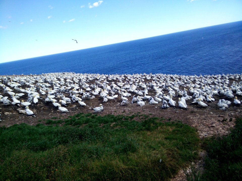 182 - Parc National De Lle-Bonaventure-et-du-Rocher-Perc