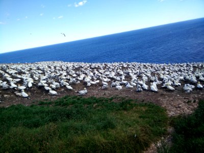 182 - Parc National De Lle-Bonaventure-et-du-Rocher-Perc