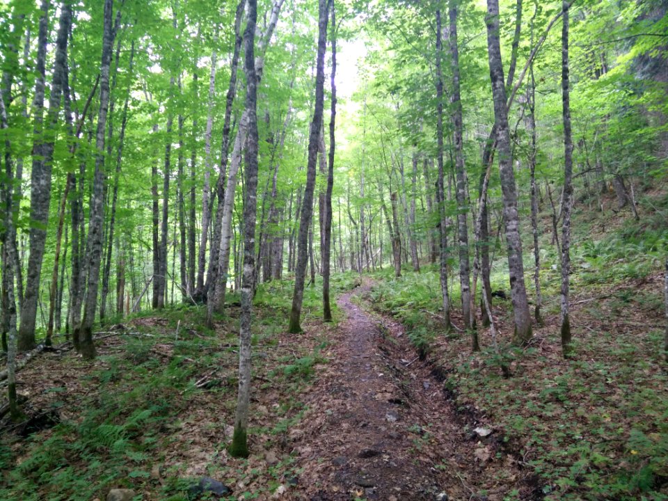 298 - Parc National Du Lac-Temiscouata  Sentier Montagne-de-Chert