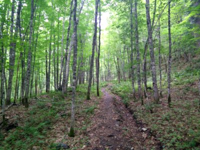 298 - Parc National Du Lac-Temiscouata  Sentier Montagne-de-Chert