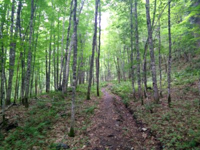 298 - Parc National Du Lac-Temiscouata Sentier Montagne-de-Chert photo