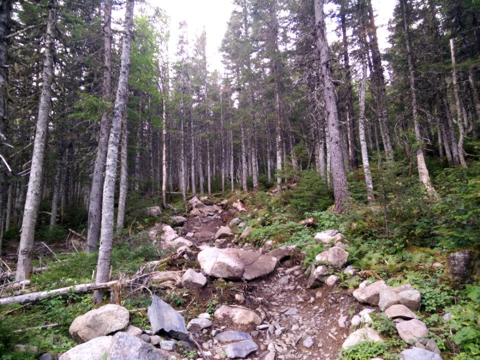 015 - Parc National De La Gaspsie  Mont Xalibu