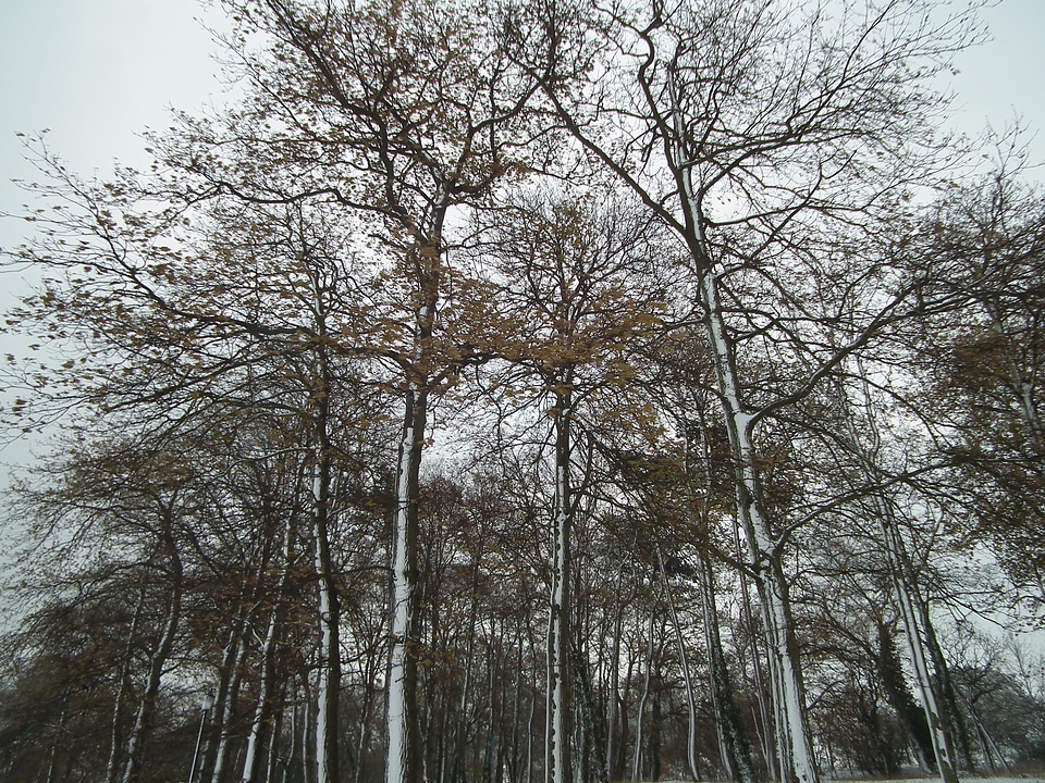 Landscape snowfall outdoors