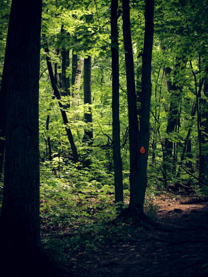 Plant Ecoregion People In Nature Natural Landscape