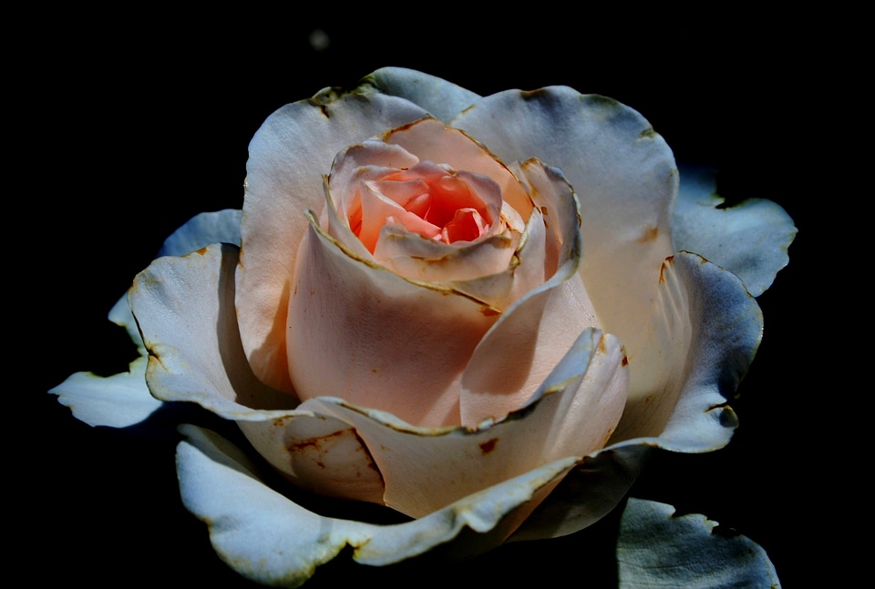 Flower white deep pink tint