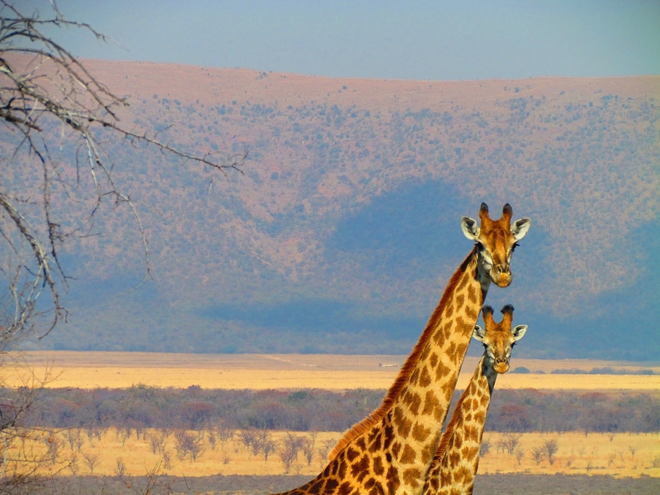 Nature animal safari