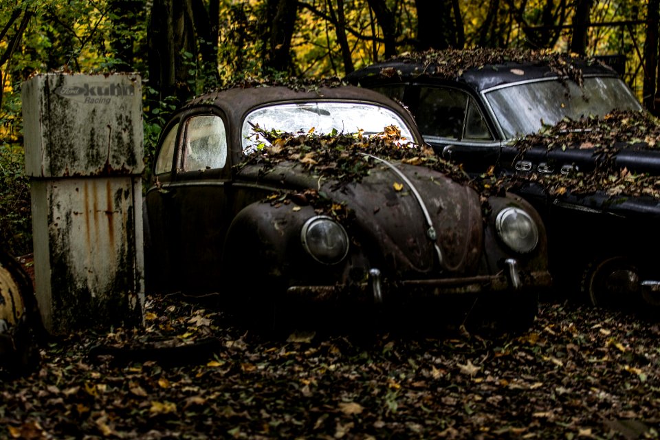 Back To Nature  Royalty Free