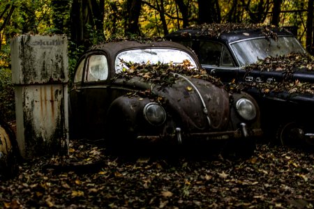 Back To Nature  Royalty Free