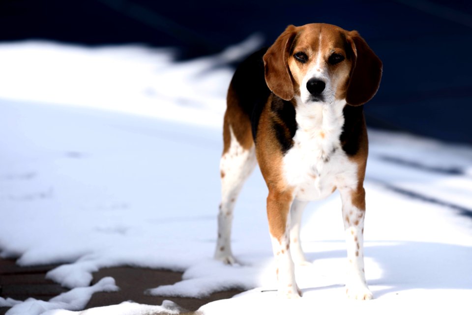 Tricolor Jack Russell Terrier Standing On Snow