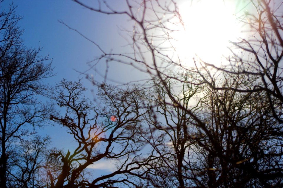 Bare Trees Under Blue Sky