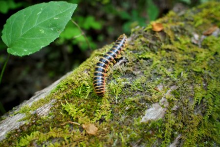Plant Pollinator Insect Arthropod