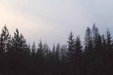 Tops Of Trees In A Forest photo